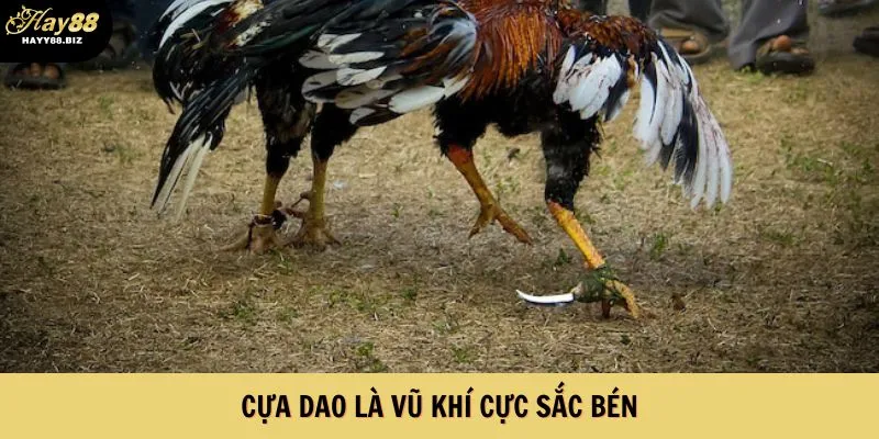 Cựa dao là vũ khí cực sắc bén