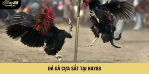 Đá Gà Cựa Sắt