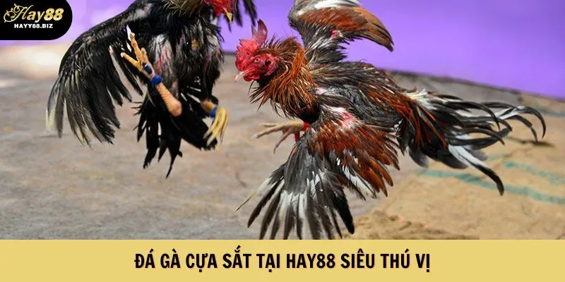 Đá gà cựa sắt tại Hay88 siêu thú vị