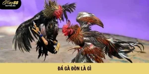 Đá Gà Đòn