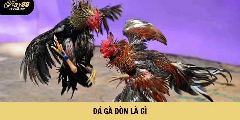 Đá Gà Đòn