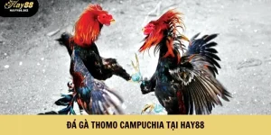 Đá Gà Thomo Campuchia
