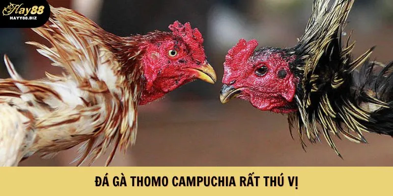 Đá gà Thomo Campuchia rất thú vị