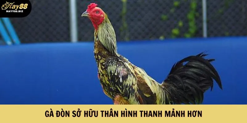 Gà đòn sở hữu thân hình thanh mảnh hơn