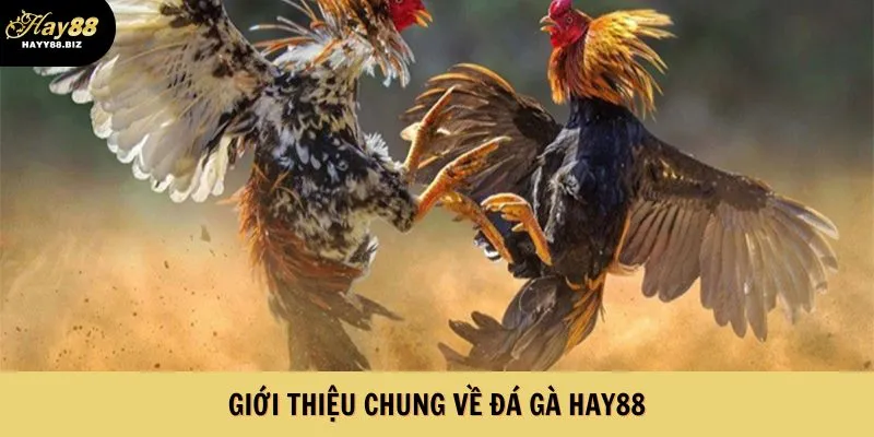 Tổng quan sơ lược về sảnh đá gà