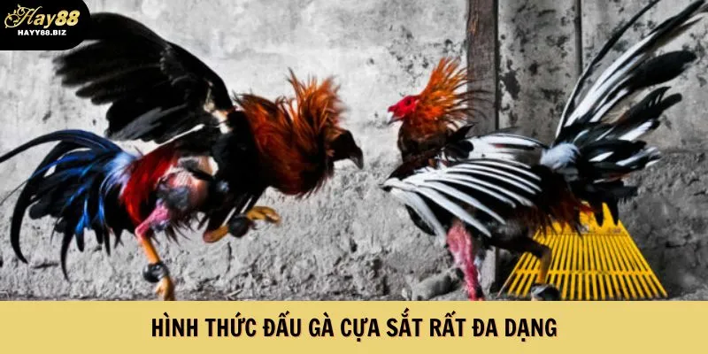 Hình thức đấu gà cựa sắt rất đa dạng
