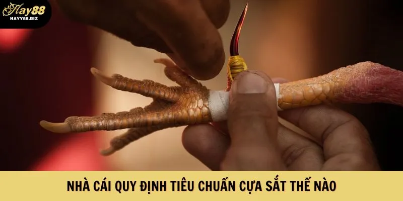 Nhà cái quy định tiêu chuẩn cựa sắt thế nào