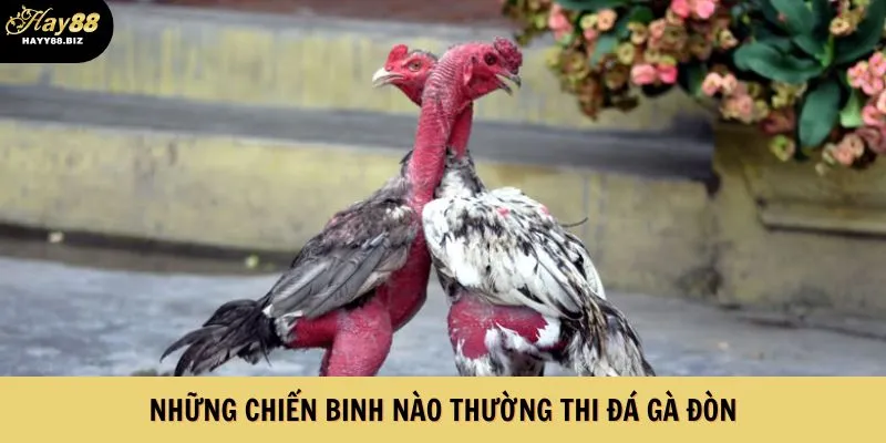 Những chiến binh nào thường thi đá gà đòn