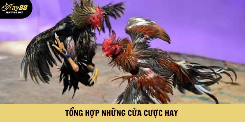 Những cửa cược hot hit tại HAY88 nên thử